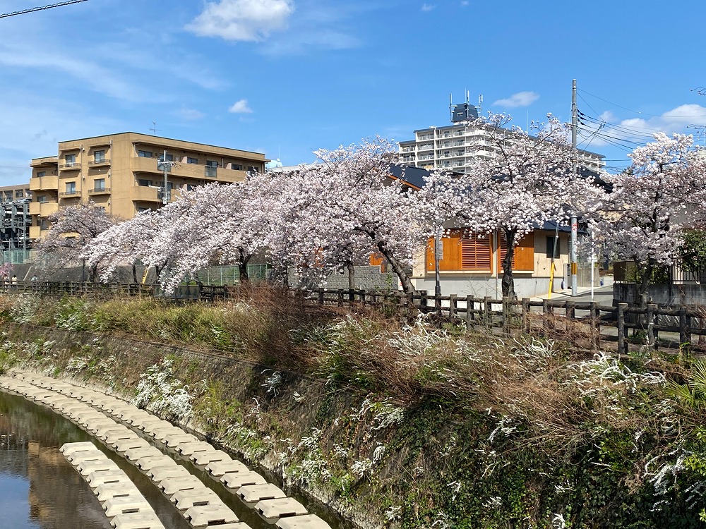橋からの風景