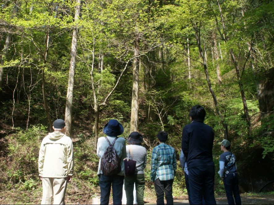 梼原(ゆすはら)の森に到着。思わず見上げてしまうほど大きな樹木たち。